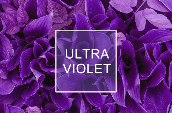 Модная цветовая концепция. Набор ультрафиолетового цвета
.