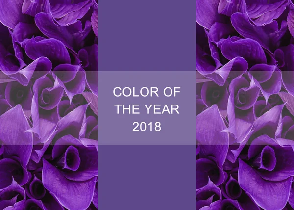 Modny Kolor Koncepcja Zestaw Ultra Fioletowe Kolor — Zdjęcie stockowe