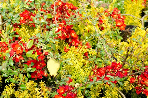 Floração Vermelho Marmelo Ramos Primavera Jardim Florescendo Chaenomeles Japonica Floração — Fotografia de Stock