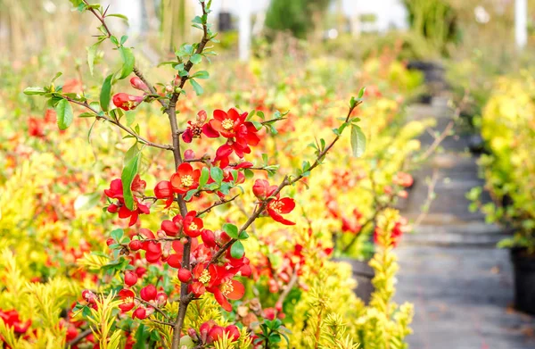 Rojo Ramas Membrillo Floreciente Jardín Primavera Florecimiento Chaenomeles Japonica Membrillo — Foto de Stock