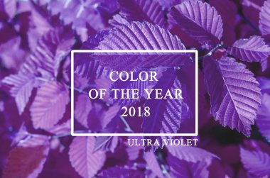 Trendy renk Cncept Set yıl 2018 yaprakları doğanın Ultra mor renk eğilim ile.