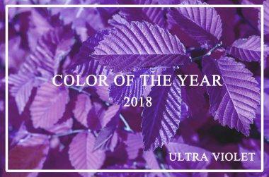 Trendy renk Cncept Set yıl 2018 yaprakları doğanın Ultra mor renk eğilim ile.