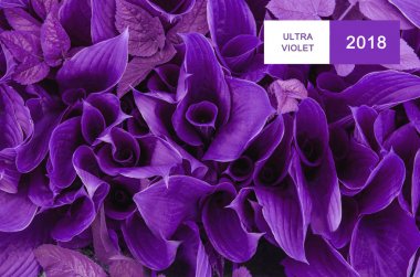 Yeşil yaprakları. Bush bırakır. Yeşil bitkiler