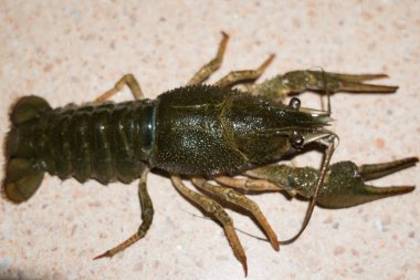 beslenme Live kerevit mermer bir tablo