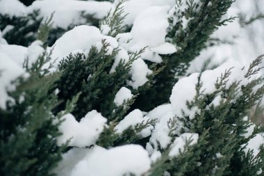 Noel ağacı, karla kaplı çam, yeni yıl, kış zamandır.