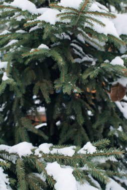 Noel ağacı, karla kaplı çam, yeni yıl, kış zamandır.