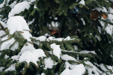 Noel ağacı, karla kaplı çam, yeni yıl, kış zamandır.