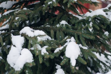 Noel ağacı, karla kaplı çam, yeni yıl, kış zamandır.