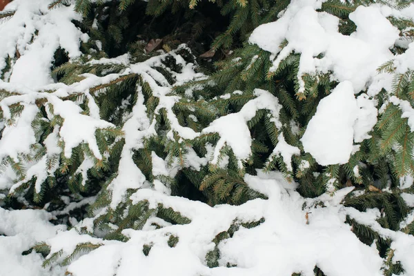 Árvore de Natal, pinho coberto de neve, ano novo, inverno é hora — Fotografia de Stock