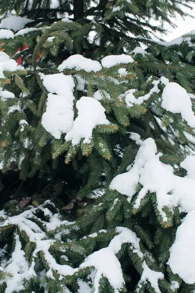 Noel ağacı, karla kaplı çam, yeni yıl, kış zamandır.