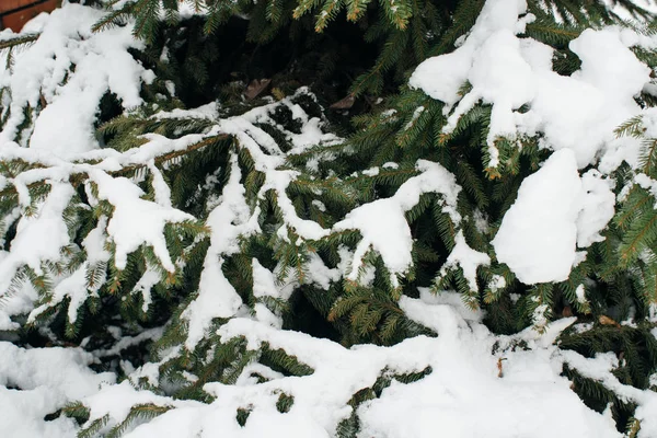 Noel ağacı, karla kaplı çam, yeni yıl, kış zamandır.