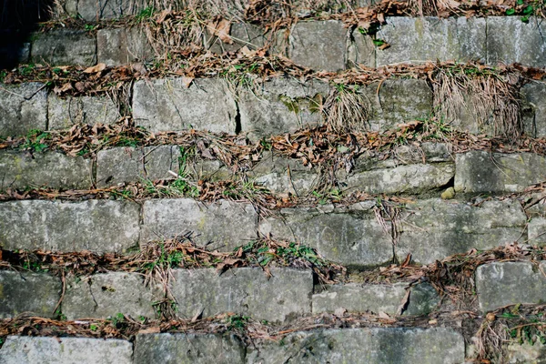 Kuru ot arka plan desen duvar duvar