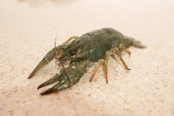 Nutrição Lagostim vivo em uma mesa de mármore — Fotografia de Stock