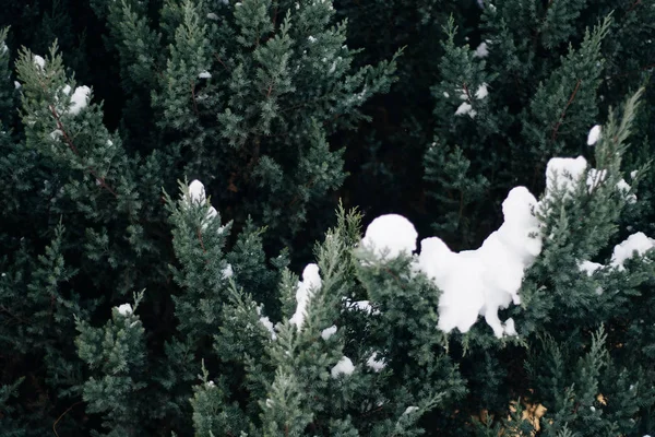 Vánoční stromek, borovice pokrytá sněhem, Nový rok, zima je čas — Stock fotografie