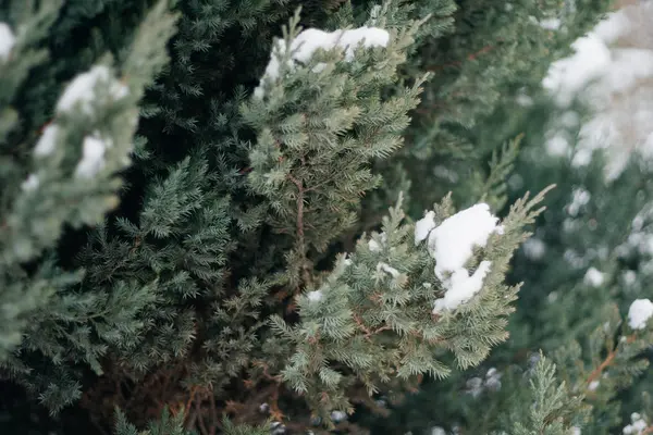 Árvore de Natal, pinho coberto de neve, ano novo, inverno é hora — Fotografia de Stock