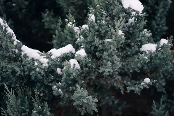 Árvore de Natal, pinho coberto de neve, ano novo, inverno é hora — Fotografia de Stock