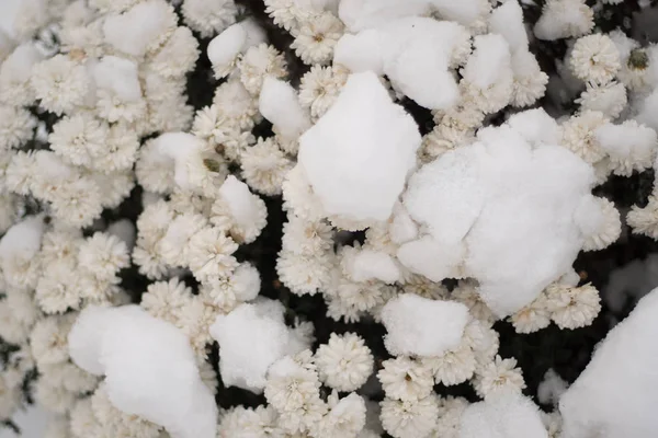 Closeup zmrazené květy v pozadí sníh — Stock fotografie