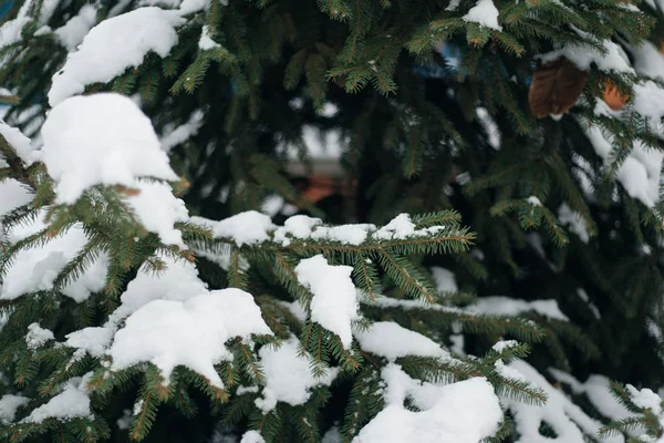 Árvore de Natal, pinho coberto de neve, ano novo, inverno é hora — Fotografia de Stock