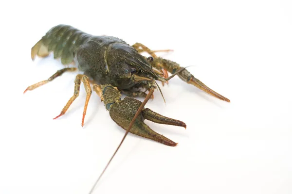 Nutrition Live Crayfish on a white background Stock Image