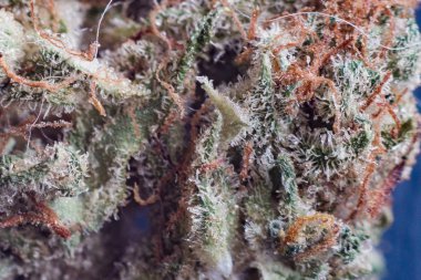 esrar, esrar makro trichomes thc çiçek Sativa kritik asla pus. Sığ odak etkisi.