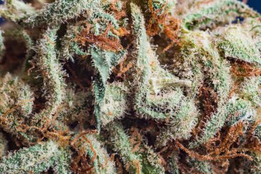 esrar, esrar makro trichomes thc çiçek Sativa kritik asla pus. Sığ odak etkisi.