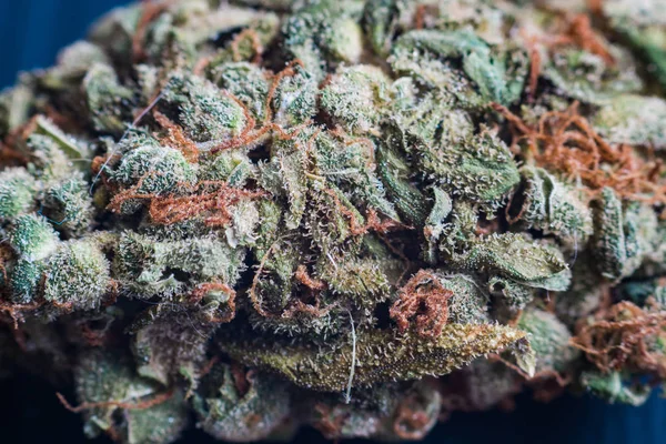 Marihuana, cannabis macro tricomas thc flor Sativa crítica nunca neblina. Efecto de enfoque superficial . —  Fotos de Stock