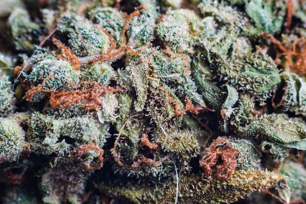 Esrar, esrar makro trichomes thc çiçek Sativa kritik asla pus. Sığ odak etkisi. — Stok fotoğraf