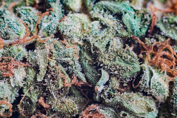 Marijuana, cannabis macro trichomes thc flower Sativa Tangiematic. Shallow focus effect. — Stock Photo, Image