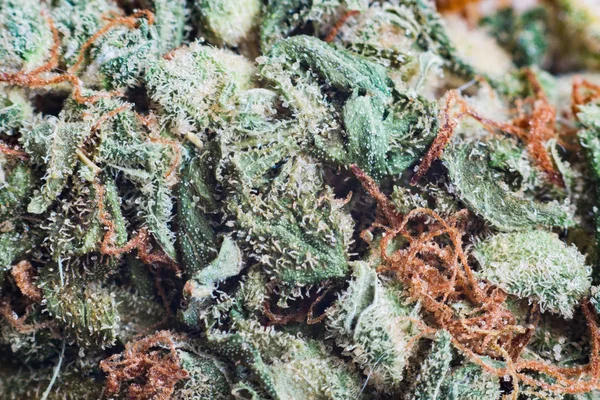 Marihuana, cannabis macro tricomas thc flor Sativa Tangiematic. Efecto de enfoque superficial . — Foto de Stock