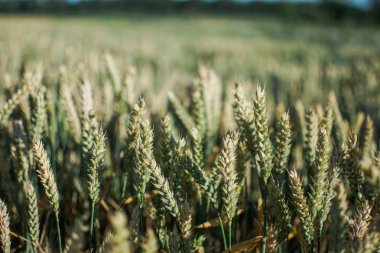 Tahıl hasat önce bir güneşli yaz günü mavi gökyüzünde bitki alanıyla