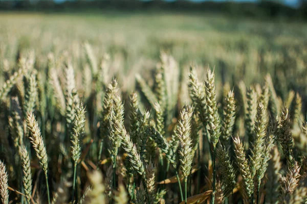 Tahıl hasat önce bir güneşli yaz günü mavi gökyüzünde bitki alanıyla