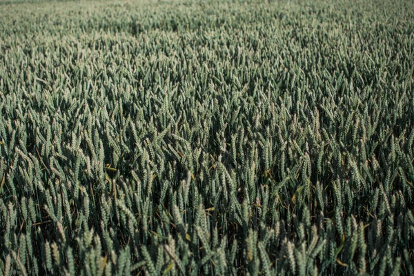 Campo di piante verdi di cereali con cielo blu in una giornata estiva soleggiata prima della raccolta — Foto Stock