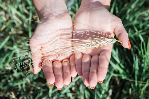 Picture closeup of two hands holding golden wheat spikes on field. Rustic outdoor scene in golden tones. — Stock Photo, Image