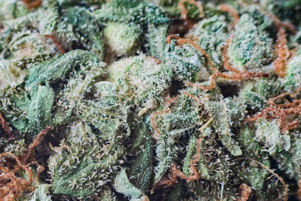 Esrar, esrar makro trichomes thc çiçek Sativa Tangiematic. Sığ odak etkisi. — Stok fotoğraf