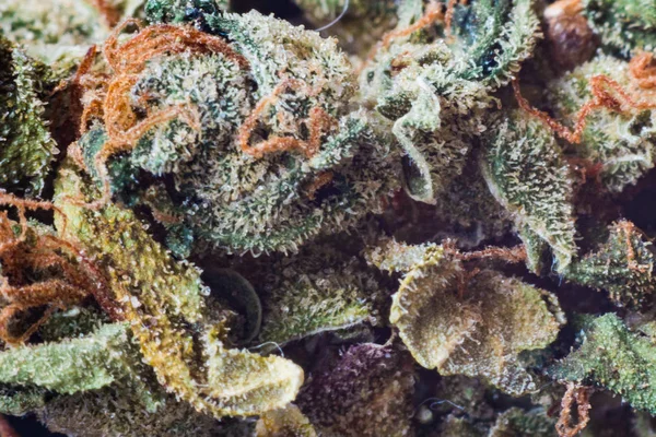 Marijuana, macro tricomi di cannabis thc fiore Sativa Tangiematic. Effetto messa a fuoco superficiale . — Foto Stock