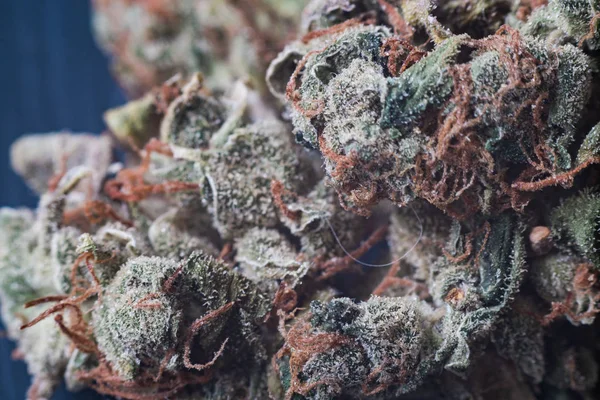 Marihuana, cannabis macro tricomas thc flor Sativa crítica nunca neblina. Efecto de enfoque superficial . —  Fotos de Stock