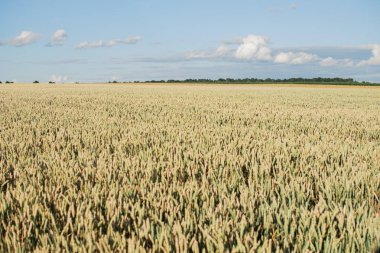 Tahıl hasat önce bir güneşli yaz günü mavi gökyüzünde bitki alanıyla