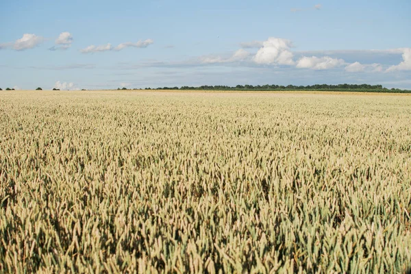 Tahıl hasat önce bir güneşli yaz günü mavi gökyüzünde bitki alanıyla