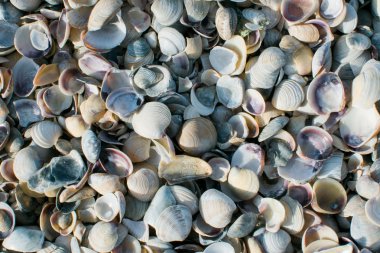 Norveç Coast'ta aldı renkli deniz kabuklarını topluluğu