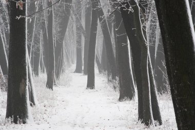 Arka plan atmosfer kış, gizemli ormanda siste
