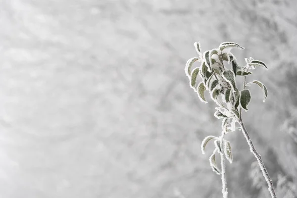 Árvores geladas com neve no inverno Natal close up — Fotografia de Stock
