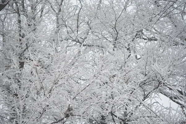 Jeges fák a téli időjárás karácsonyi hó — Stock Fotó