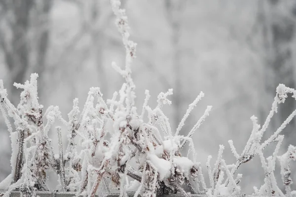 Árvores geladas com neve no inverno clima fundo de Natal — Fotografia de Stock