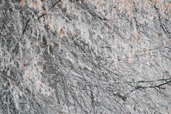 Jeges fák, a hó a téli időjárás karácsony háttere — Stock Fotó
