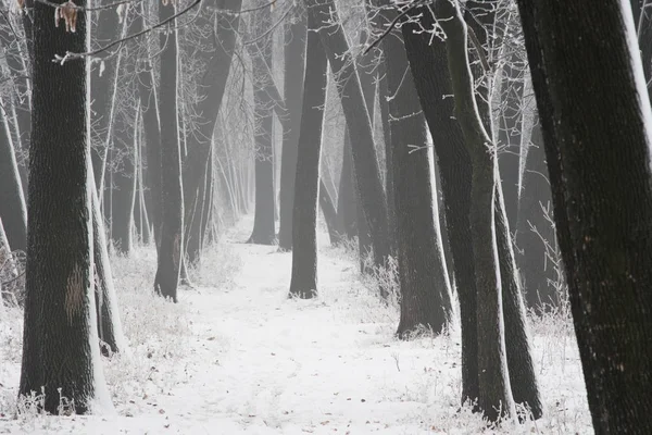Az erdő, a téli, titokzatos légkör háttér köd — Stock Fotó