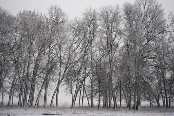 Mgła na polu w zimowym lesie, tajemnicza atmosfera tła — Zdjęcie stockowe