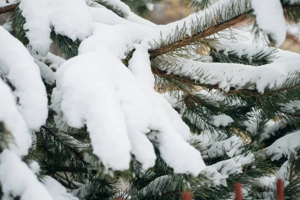 Árvore de Natal, pinho coberto de neve, ano novo, inverno é tempo close-up — Fotografia de Stock