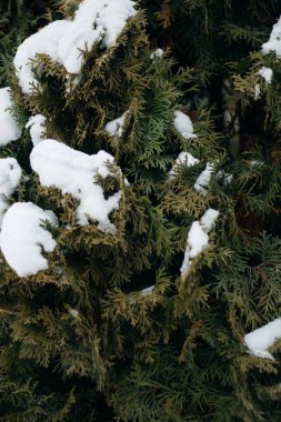 Noel ağacı, çam, yeni yıl, karla kaplı kış olduğu zaman yakın çekim