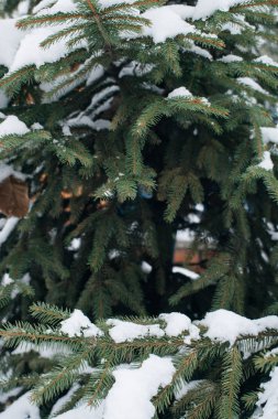 Noel ağacı, çam, yeni yıl, karla kaplı kış