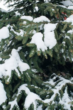 Noel ağacı, çam, yeni yıl, karla kaplı kış